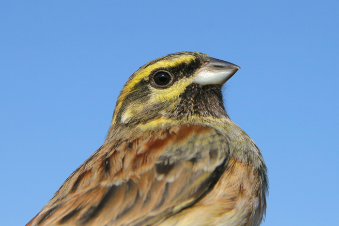 Zigolo nero (Emberiza cirlus)